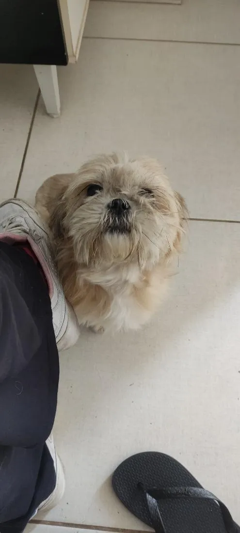 Cachorro raça Shitzu idade 5 anos nome Nina