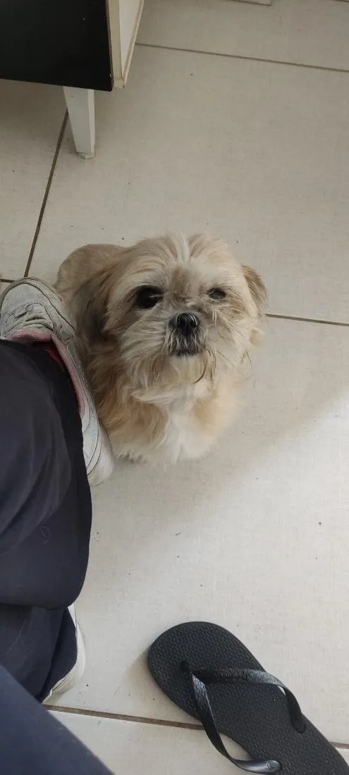 Cachorro raça Shitzu idade 5 anos nome Nina