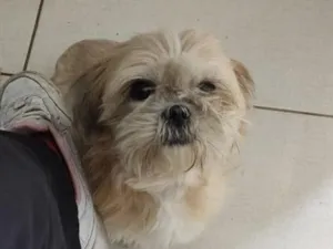 Cachorro raça Shitzu idade 5 anos nome Nina