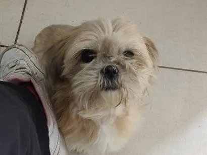Cachorro raça Shitzu idade 5 anos nome Nina