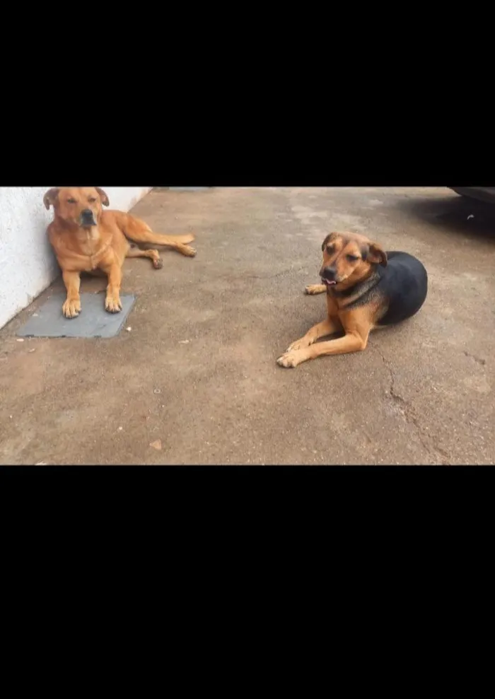 Cachorro raça SRD-ViraLata idade 2 a 6 meses nome Lasanha e Caramelo 