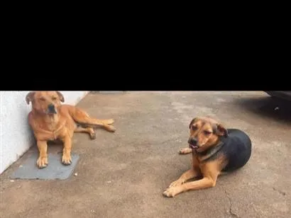 Cachorro raça SRD-ViraLata idade 2 a 6 meses nome Lasanha e Caramelo 
