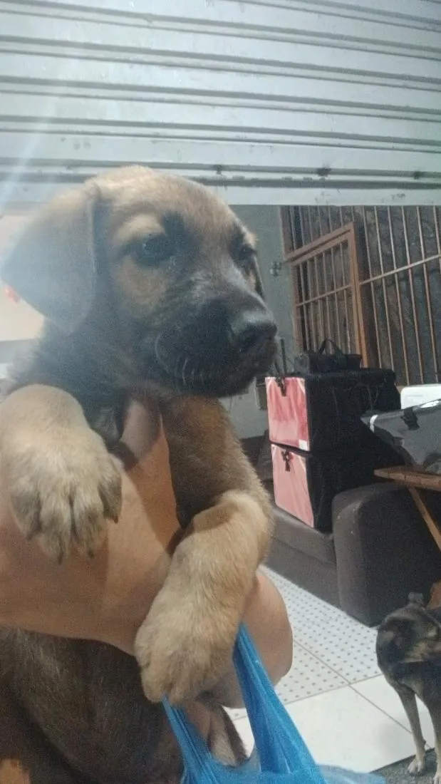 Cachorro raça SRD-ViraLata idade 2 a 6 meses nome mike