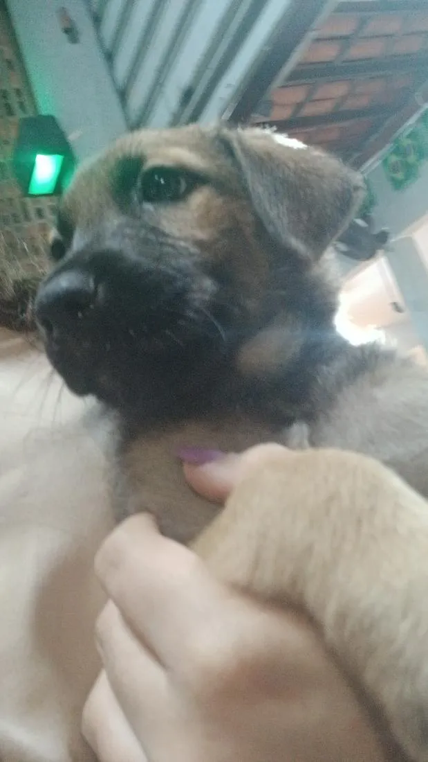 Cachorro raça SRD-ViraLata idade 2 a 6 meses nome mike