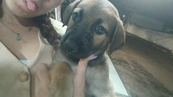 Cachorro raça SRD-ViraLata idade 2 a 6 meses nome mike