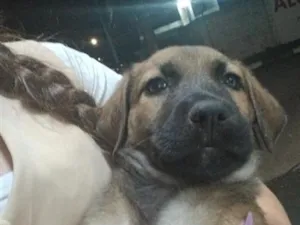 Cachorro raça SRD-ViraLata idade 2 a 6 meses nome mike