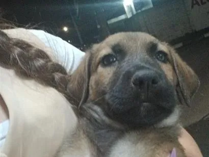 Cachorro raça SRD-ViraLata idade 2 a 6 meses nome mike