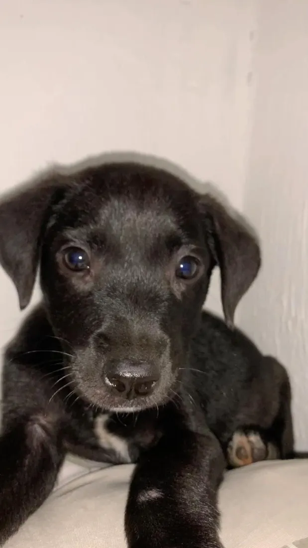 Cachorro raça SRD-ViraLata idade 2 a 6 meses nome Matley 