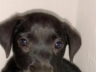 Cachorro raça SRD-ViraLata idade 2 a 6 meses nome Matley 