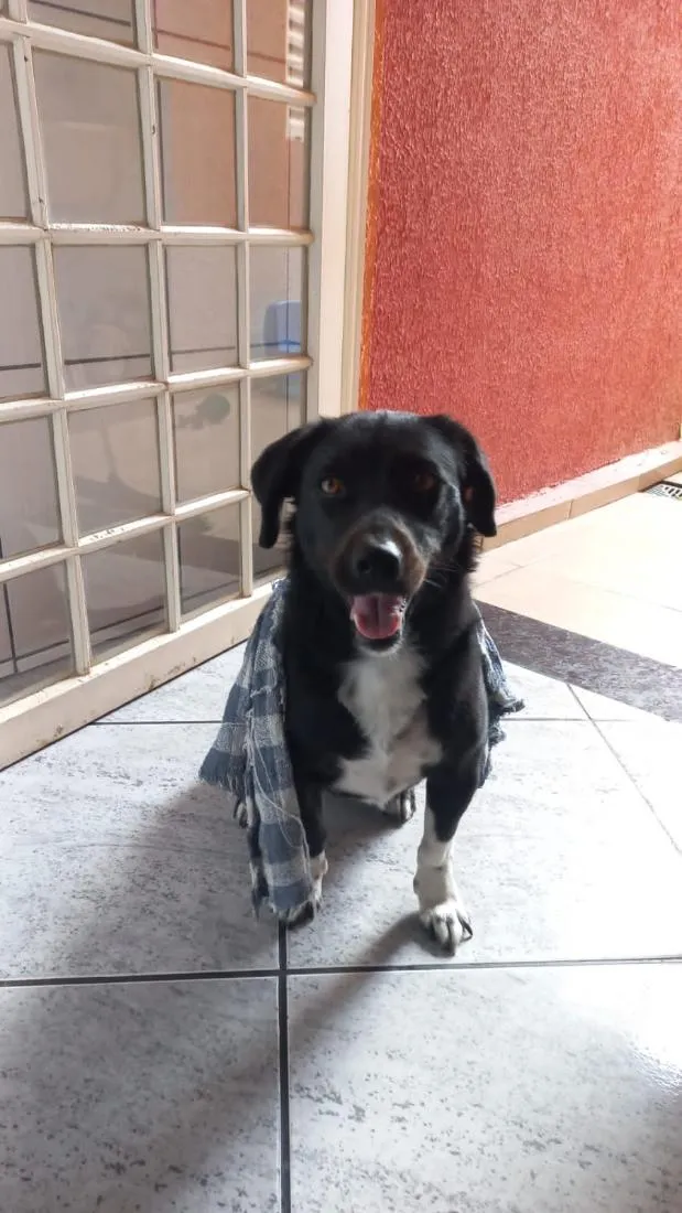 Cachorro raça SRD-ViraLata idade 5 anos nome Neguinha