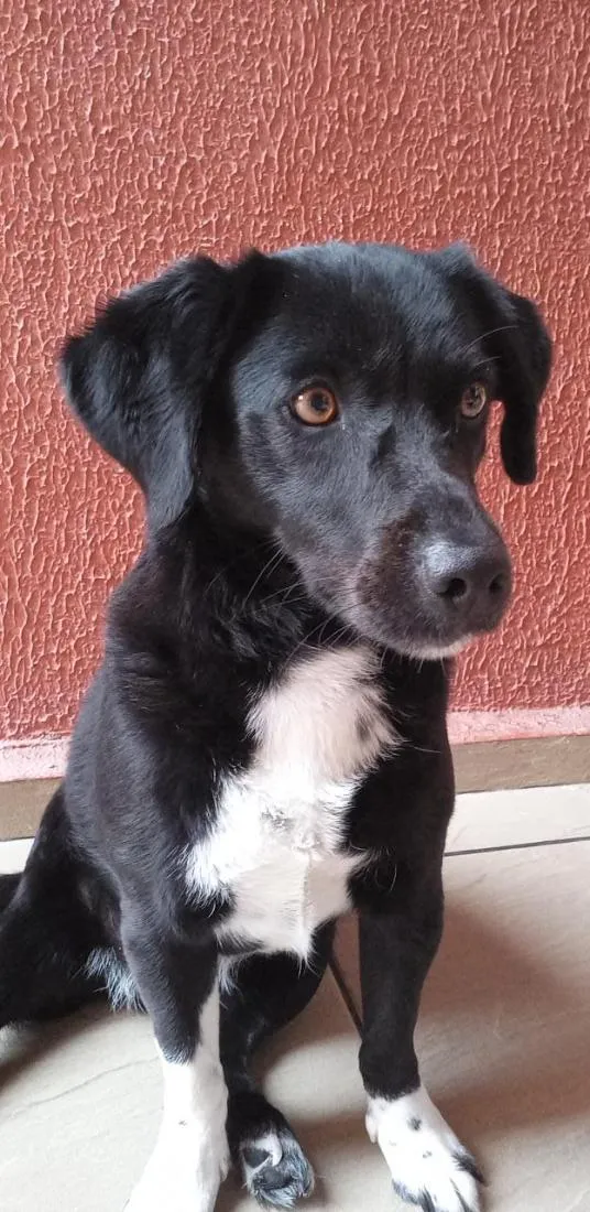 Cachorro raça SRD-ViraLata idade 5 anos nome Neguinha