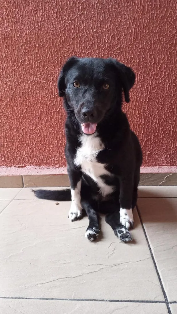 Cachorro raça SRD-ViraLata idade 5 anos nome Neguinha