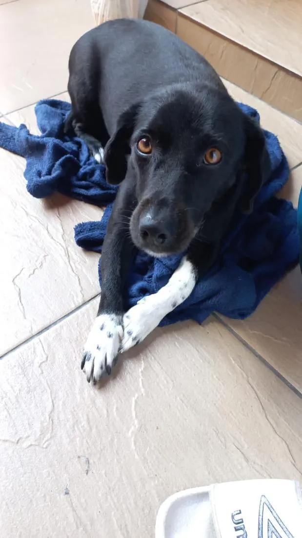 Cachorro raça SRD-ViraLata idade 5 anos nome Neguinha