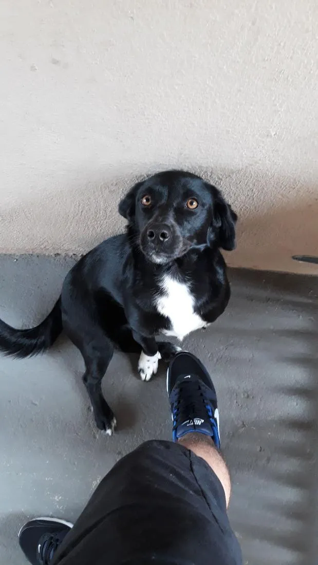 Cachorro raça SRD-ViraLata idade 5 anos nome Neguinha