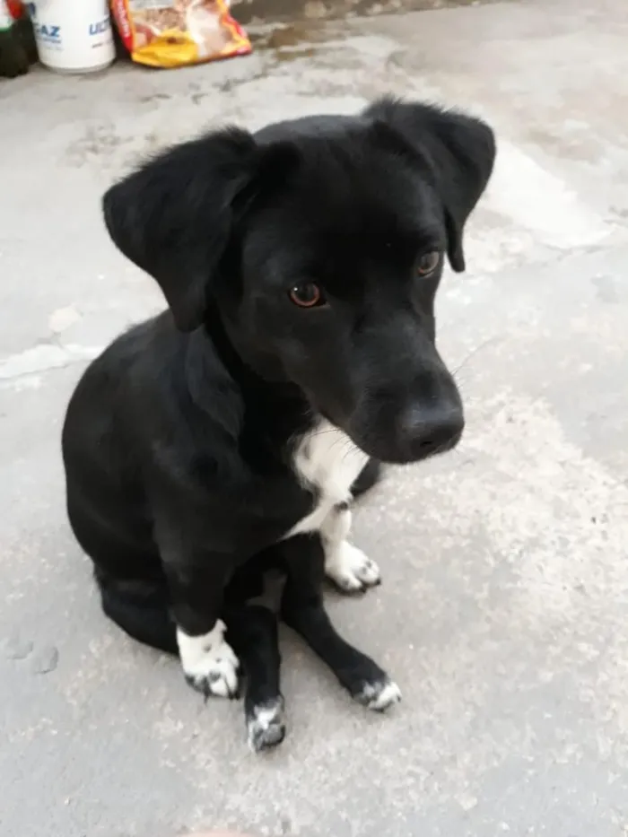 Cachorro raça SRD-ViraLata idade 5 anos nome Neguinha