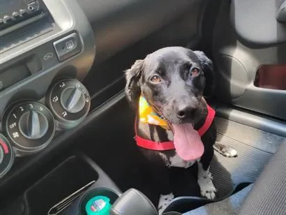 Cachorro raça SRD-ViraLata idade 5 anos nome Neguinha