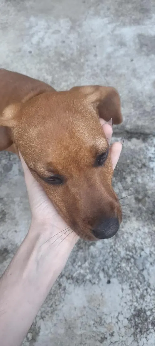 Cachorro raça SRD-ViraLata idade 2 a 6 meses nome sem nome