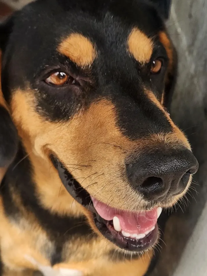Cachorro raça SRD-ViraLata idade 4 anos nome Lola