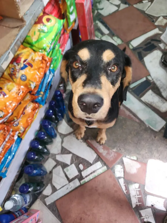 Cachorro raça SRD-ViraLata idade 4 anos nome Lola