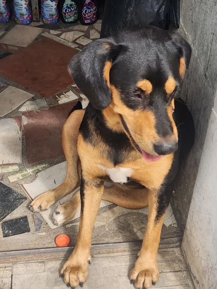 Cachorro raça SRD-ViraLata idade 4 anos nome Lola