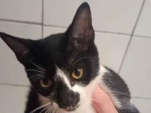 Gato raça SRD-ViraLata idade 1 ano nome Priscila