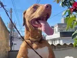 Cachorro raça SRD-ViraLata idade 5 anos nome Guaraci