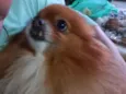 Bibi