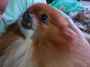 Cachorro raça Pomerania idade 6 ou mais anos nome Bibi