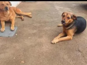 Cachorro raça SRD-ViraLata idade 2 a 6 meses nome Lasanha e Caramelo 