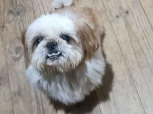 Cachorro raça Shitzu idade 6 ou mais anos nome THOR