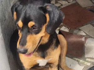 Cachorro raça SRD-ViraLata idade 4 anos nome Lola