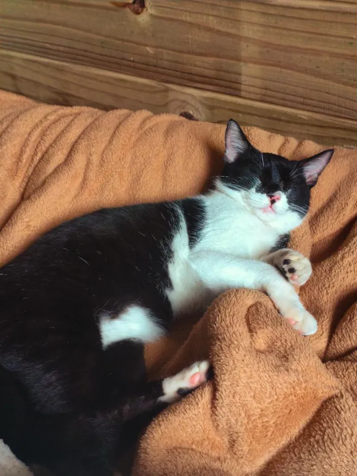 Gato raça SRD-ViraLata idade 1 ano nome skae