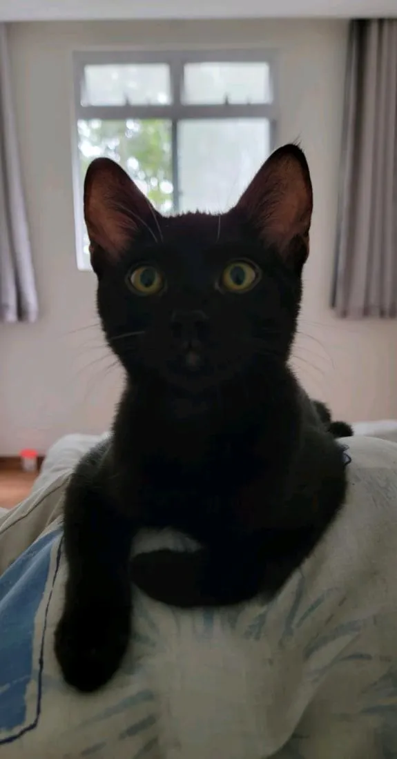 Gato raça SRD-ViraLata idade 2 a 6 meses nome Yuumi