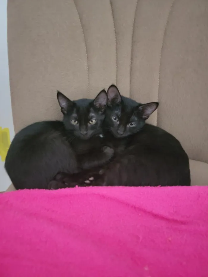 Gato raça SRD-ViraLata idade 2 a 6 meses nome Yuumi