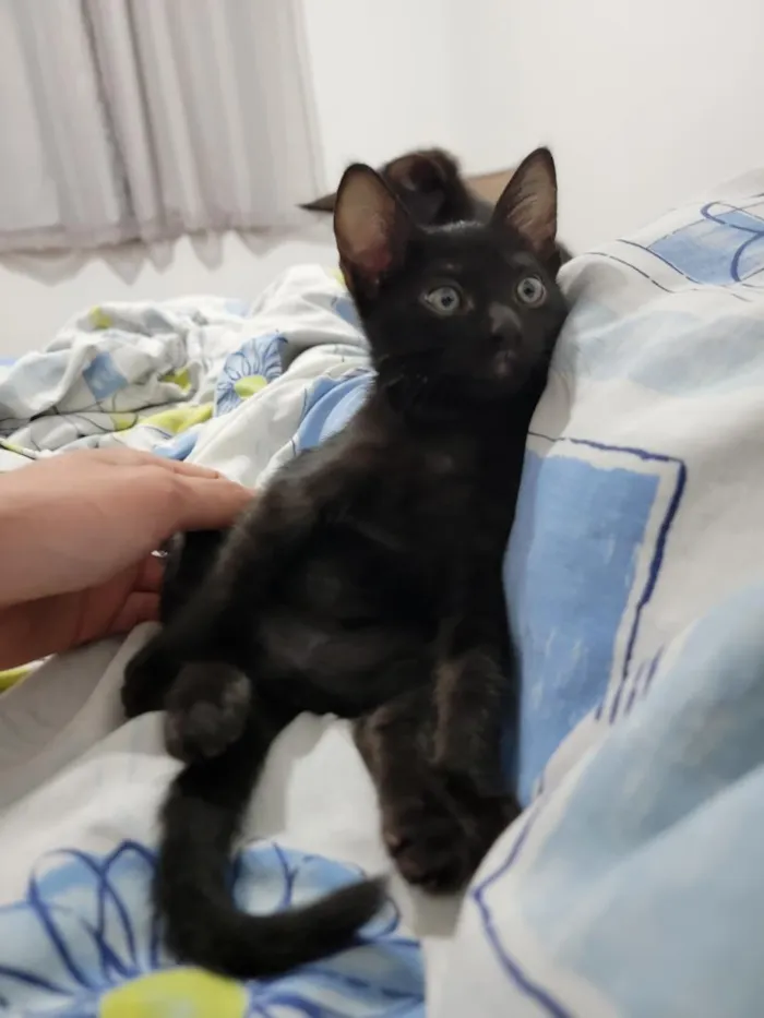 Gato raça SRD-ViraLata idade 2 a 6 meses nome Yuumi