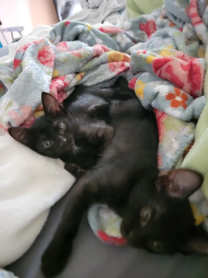 Gato raça SRD-ViraLata idade 2 a 6 meses nome Yuumi