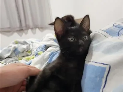 Gato raça SRD-ViraLata idade 2 a 6 meses nome Yuumi