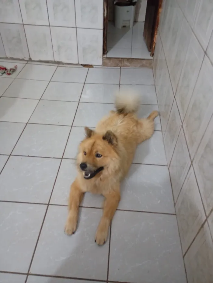Cachorro raça Chow Chow idade 1 ano nome Zeus