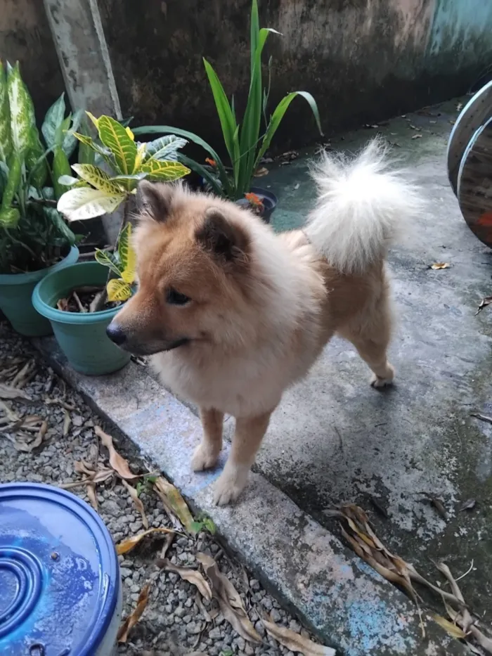 Cachorro raça Chow Chow idade 1 ano nome Zeus