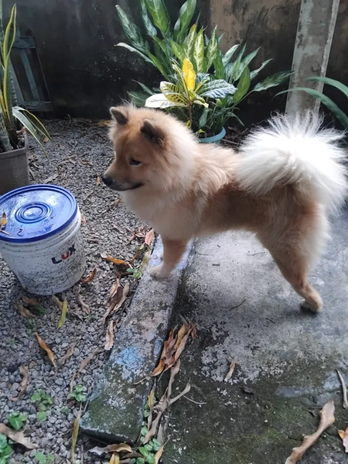 Cachorro raça Chow Chow idade 1 ano nome Zeus