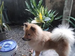 Cachorro raça Chow Chow idade 1 ano nome Zeus