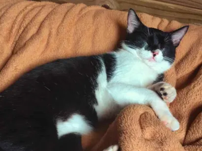 Gato raça SRD-ViraLata idade 1 ano nome skae