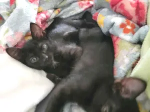 Gato raça SRD-ViraLata idade 2 a 6 meses nome Yuumi