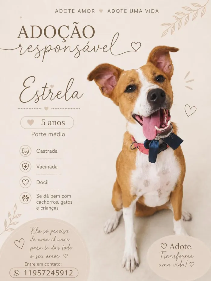 Cachorro raça SRD-ViraLata idade 5 anos nome Estrela