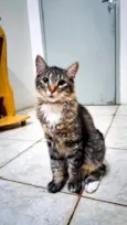 Merlin