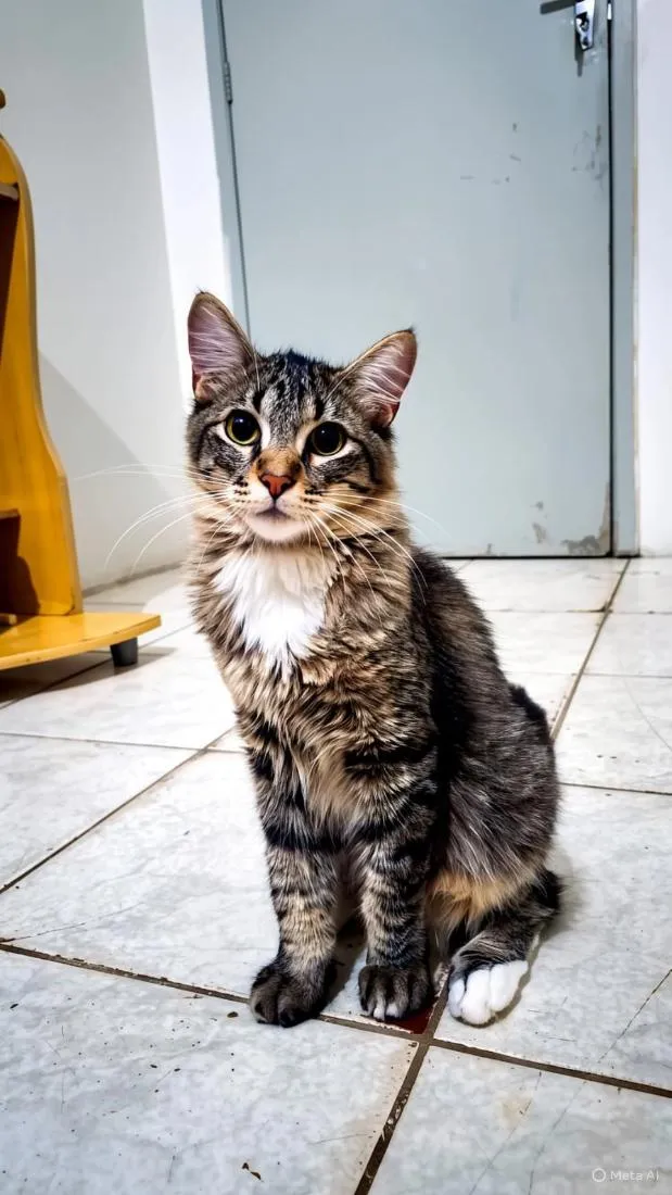 Gato raça SRD-ViraLata idade 7 a 11 meses nome Merlin