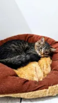 Merlin