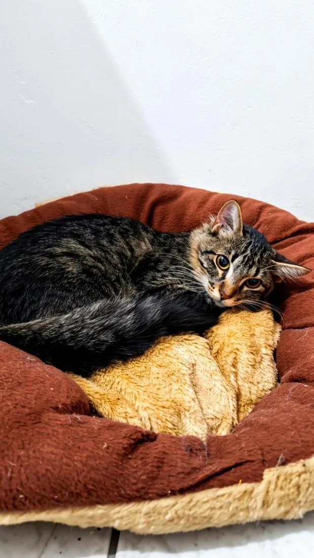 Gato raça SRD-ViraLata idade 7 a 11 meses nome Merlin
