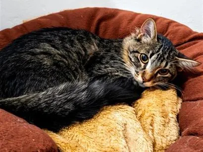 Gato raça SRD-ViraLata idade 7 a 11 meses nome Merlin