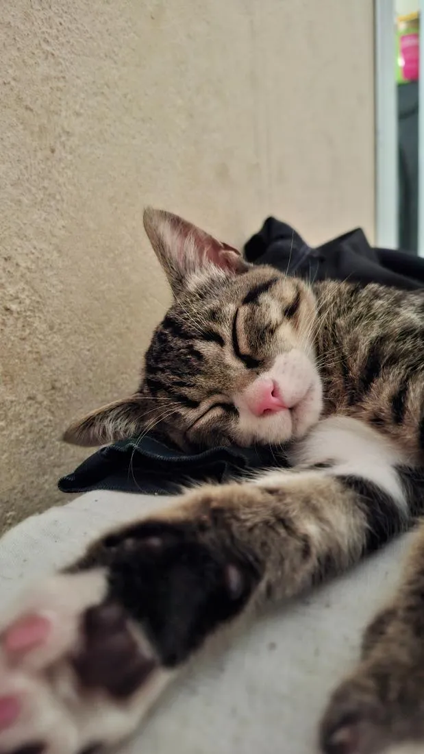 Gato raça SRD-ViraLata idade 2 a 6 meses nome Max